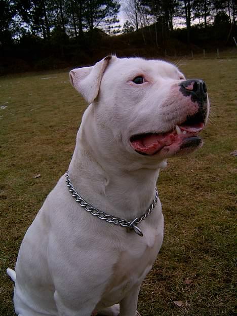 Amerikansk bulldog Miss sophy billede 12