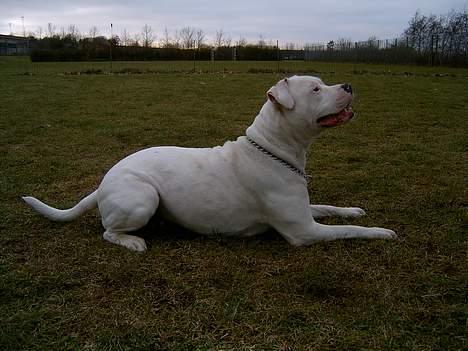 Amerikansk bulldog Miss sophy billede 13