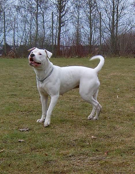 Amerikansk bulldog Miss sophy billede 14