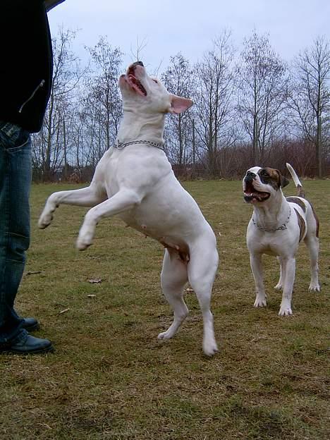 Amerikansk bulldog Miss sophy billede 15