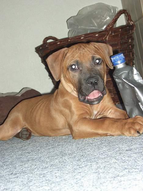 Blanding af racer Ballu - jep det er min flaske billede 6