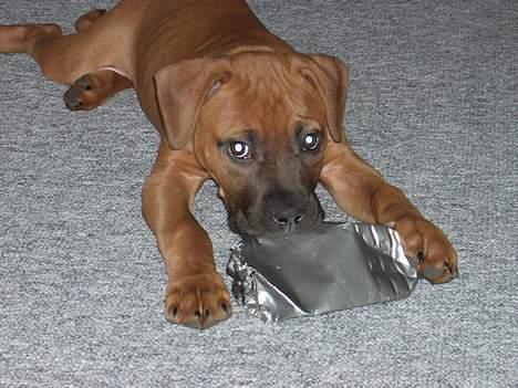 Blanding af racer Ballu - stadig min.... billede 7