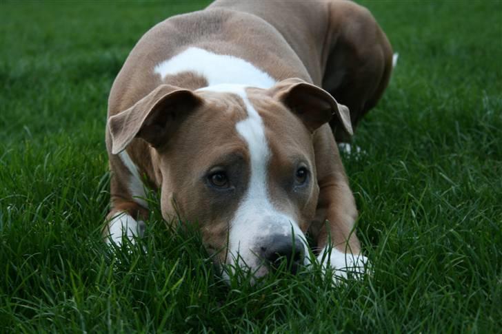 Amerikansk staffordshire terrier Cosmo (Du er savnet) - Ja ja mor jeg skammer mig... ;0) *NYT* billede 17