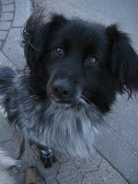 Blanding af racer Max (aflivet) - Her er lille friske Max.. i må gerne skrive en kommntar og give ham en bedømmelse ;-) billede 1