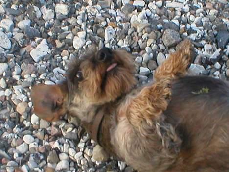 Gravhund Bjørn - Ihh klø mig Stine :) billede 1