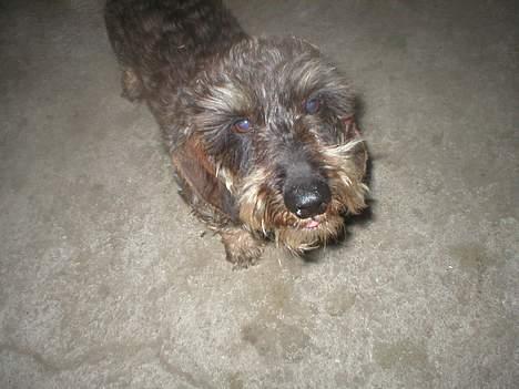 Gravhund Bjørn - Ved I måske hvordan det er altid at blive set ned på ? billede 2