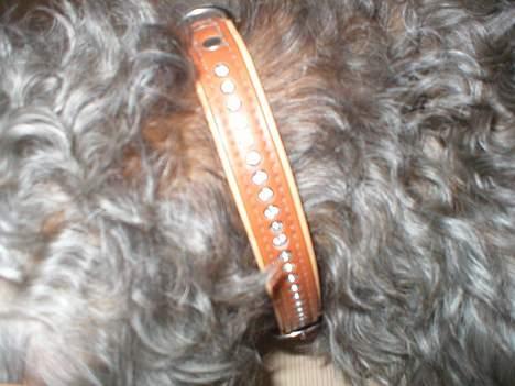 Gravhund Bjørn - Halsbånd :P billede 4