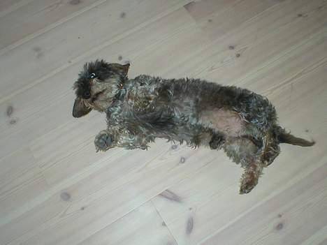 Gravhund Bjørn billede 5