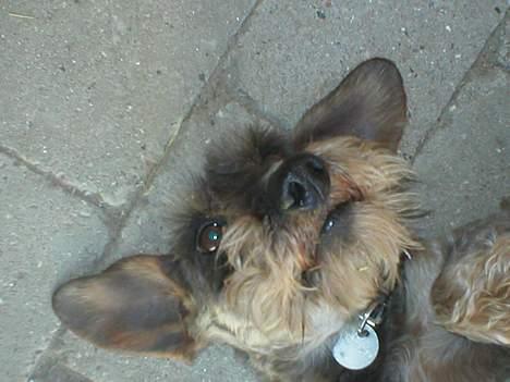 Gravhund Bjørn billede 6