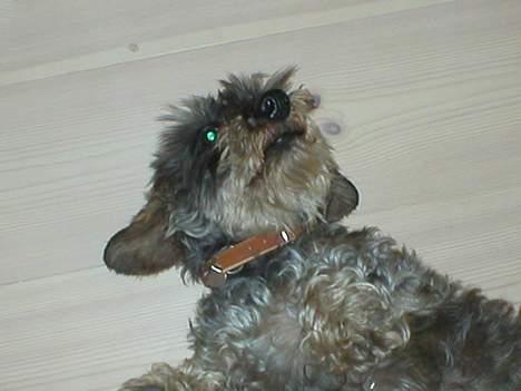 Gravhund Bjørn billede 7