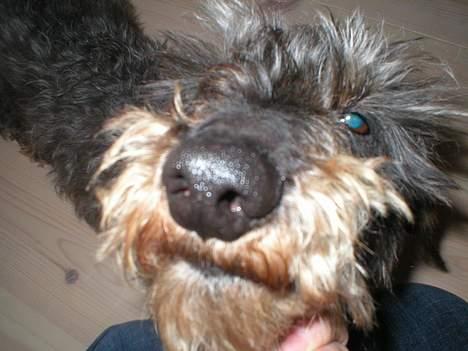 Gravhund Bjørn billede 8