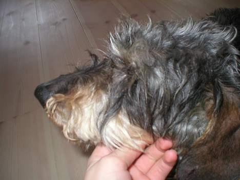 Gravhund Bjørn - Model-profilen .. Sådan ! billede 9