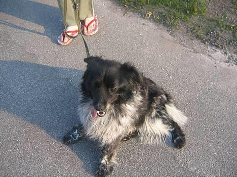 Blanding af racer Max (aflivet) - Max..  billede 3