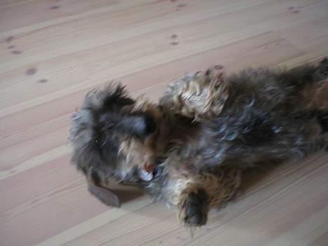 Gravhund Bjørn - Klø mig nu i stedet for at glo ind i det kamera .. billede 10