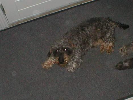 Gravhund Bjørn billede 11