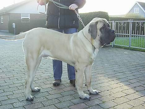 Mastiff nicolai - nicolai 9 md gammel 95 kg billede 1