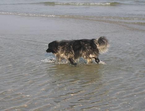 Blanding af racer Max (aflivet) - Max i vandet. billede 7