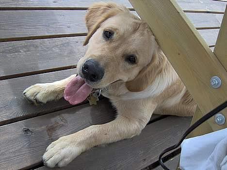 Golden retriever Baloo - Baloo på en dejlig varm sommerdag, under havebordet billede 14