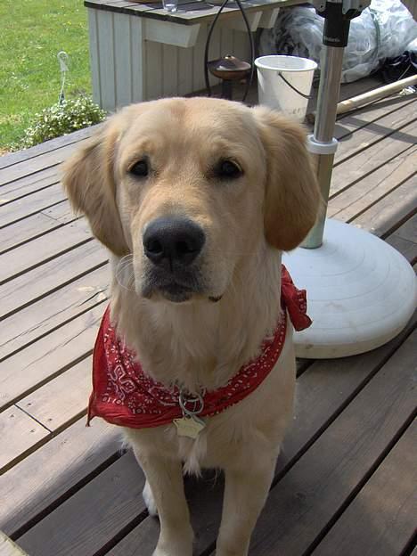 Golden retriever Baloo - Det er vist meget interessant det der er på bordet billede 15