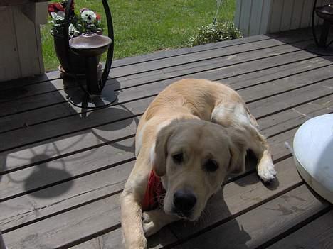 Golden retriever Baloo - TIGGEPRINS! O.O billede 16