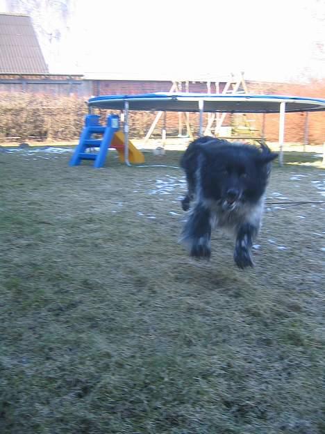 Blanding af racer Max (aflivet) - Max i fuld fir spring billede 8