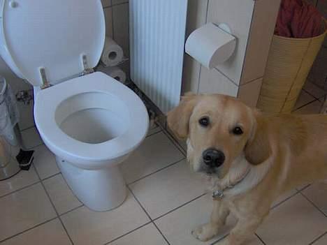 Golden retriever Baloo - Baloo viser pænt toilettet frem :P billede 17