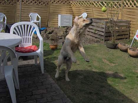 Golden retriever Baloo - Baloo springer efter Bolden :D billede 19