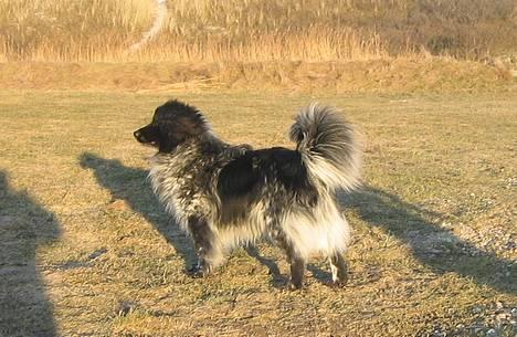 Blanding af racer Max (aflivet) billede 10