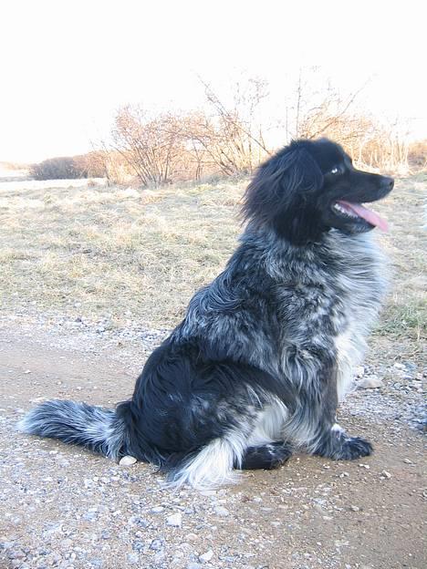 Blanding af racer Max (aflivet) billede 11