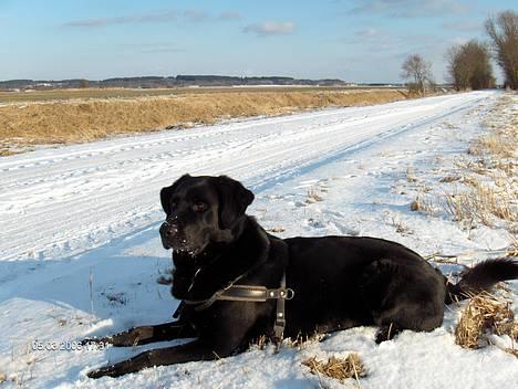 Blanding af racer spike billede 7