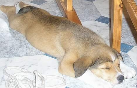 Blanding af racer Julle billede 7