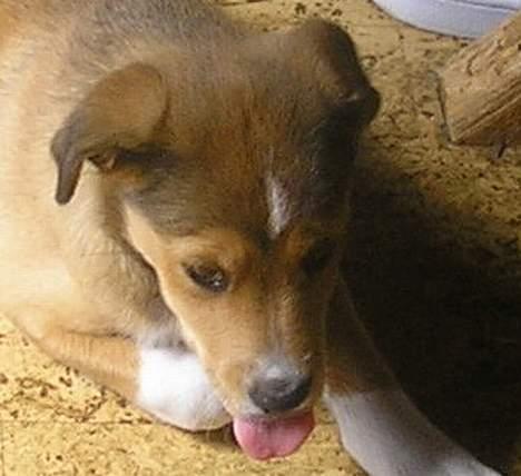 Blanding af racer Julle billede 8