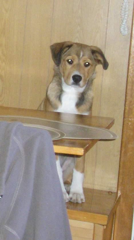 Blanding af racer Julle billede 9