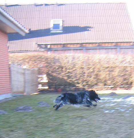 Blanding af racer Max (aflivet) billede 13