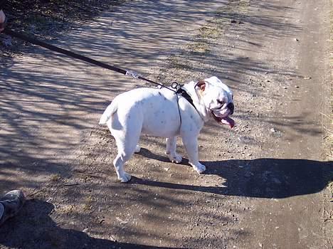 Engelsk bulldog Victor billede 7