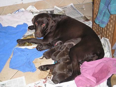 Labrador retriever Daizy - Bare rolig aviserne blev udskiftet lidt efter med en ny kurv med et RENT blødt tæppe :) billede 1