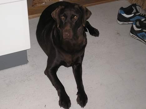 Labrador retriever Daizy billede 2