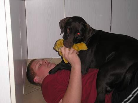 Labrador retriever Daizy billede 3