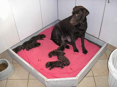 Labrador retriever Daizy - Mine hunde :) billede 4