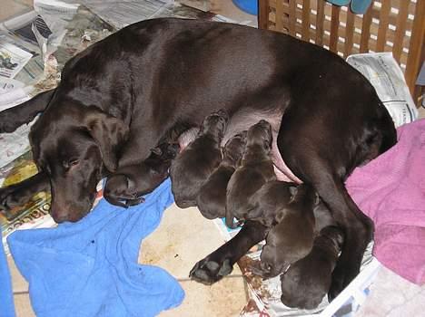 Labrador retriever Daizy billede 5