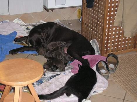 Labrador retriever Daizy billede 6