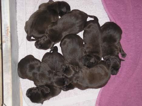 Labrador retriever Daizy billede 7