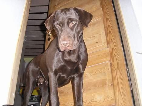 Labrador retriever Daizy billede 8