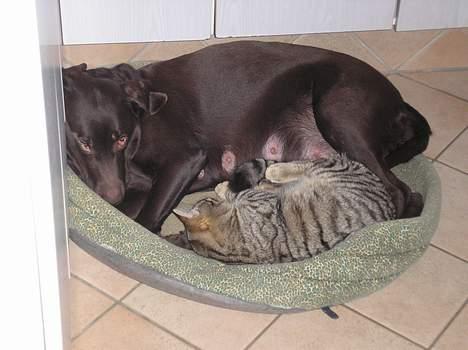 Labrador retriever Daizy billede 9