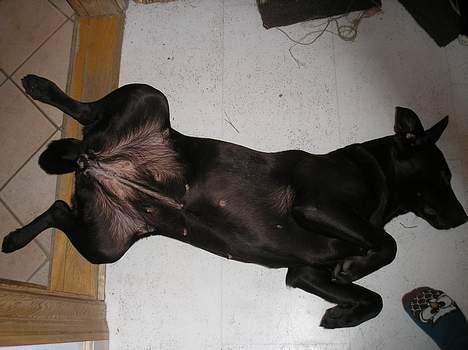 Labrador retriever Daizy billede 10