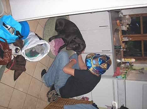 Labrador retriever Daizy billede 11