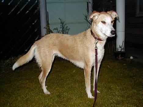 Blanding af racer Soffie - BAD! Hvorfor den rævel... var da helt frisk!? billede 8