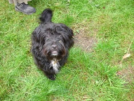 Blanding af racer Bølle - Hejsa, jeg hedder Bølle, skal vi være venner billede 1