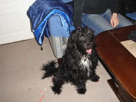 Blanding af racer Bølle - Se hvor pænt jeg kan sidde billede 3