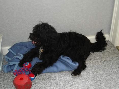 Blanding af racer Bølle - Se her er min hyggeplads med mit legetøj billede 4